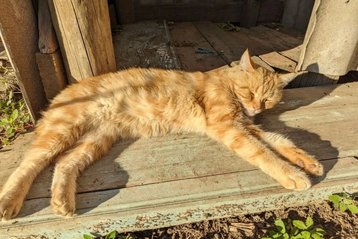 Cat laid in the sun