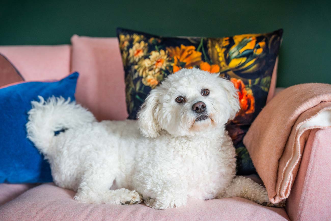 Ralph, Chief of Happiness 