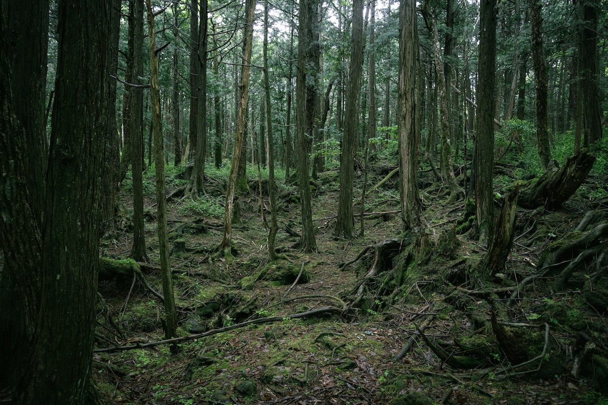 Aokigahara: The Haunted Forest at the Foot of Mount Fuji Where Myth and Death Merge