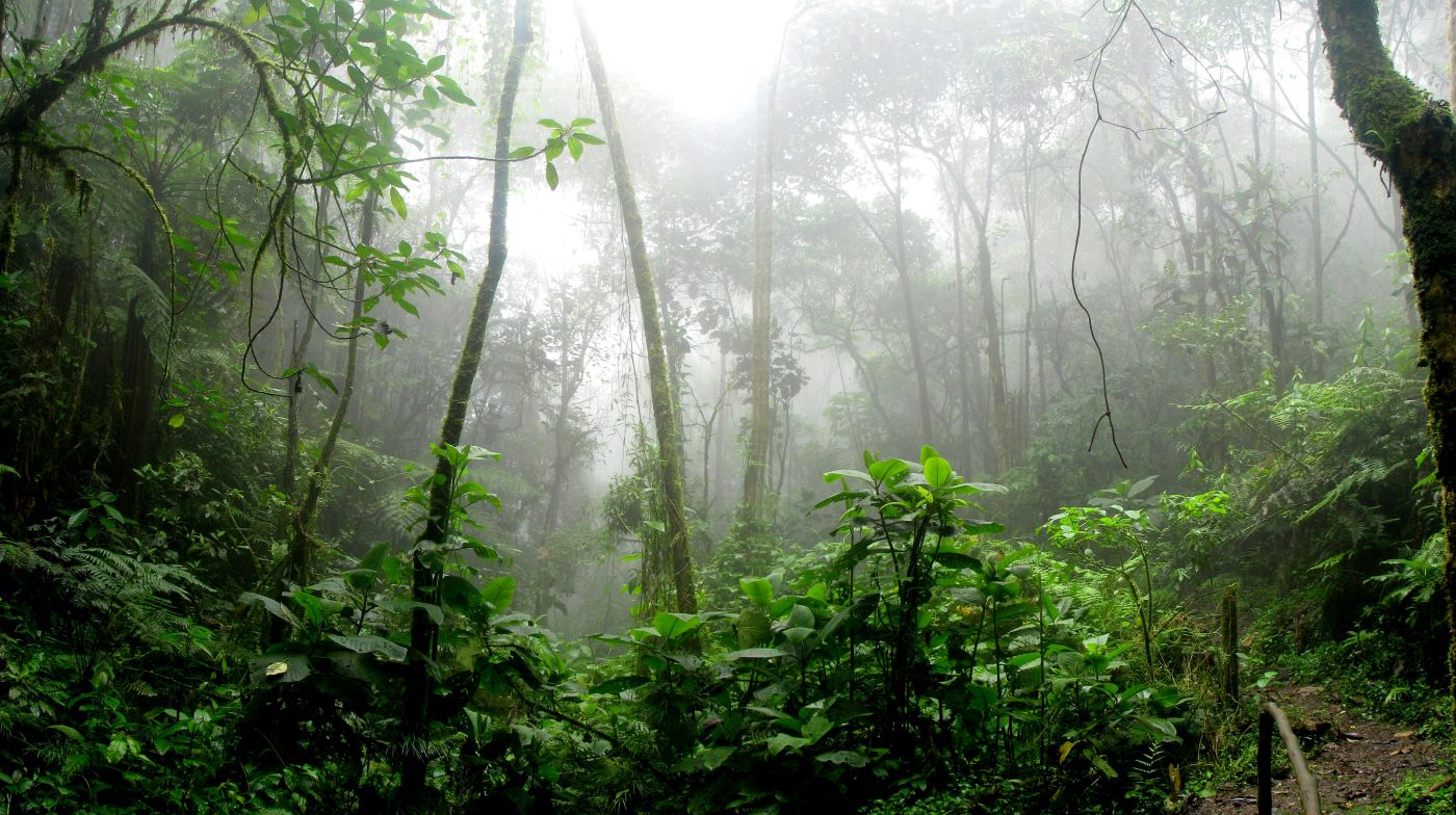 The Deadly Heart of the Amazon: Fawcett’s Final Steps in Mato Grosso