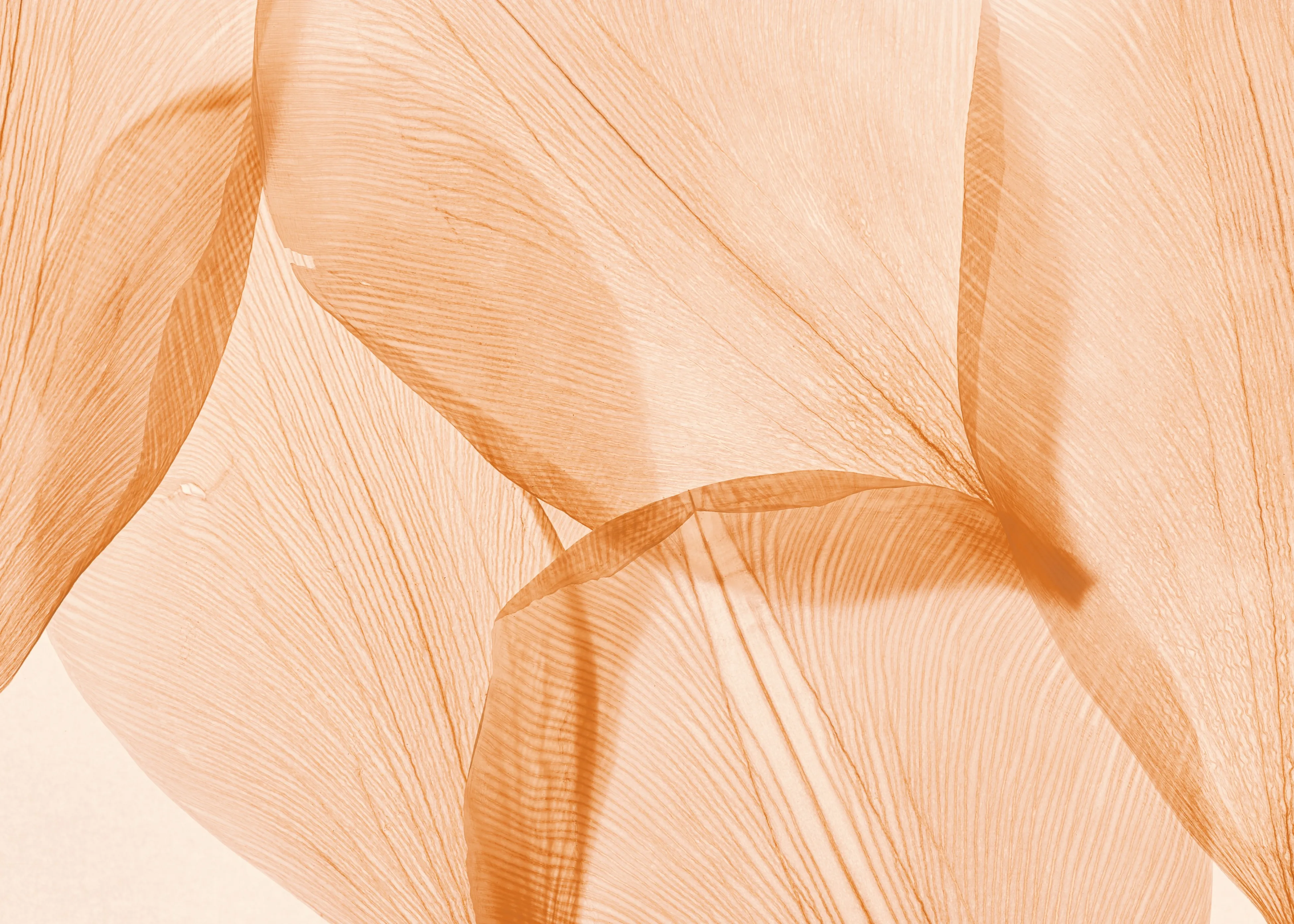 A beige petal background