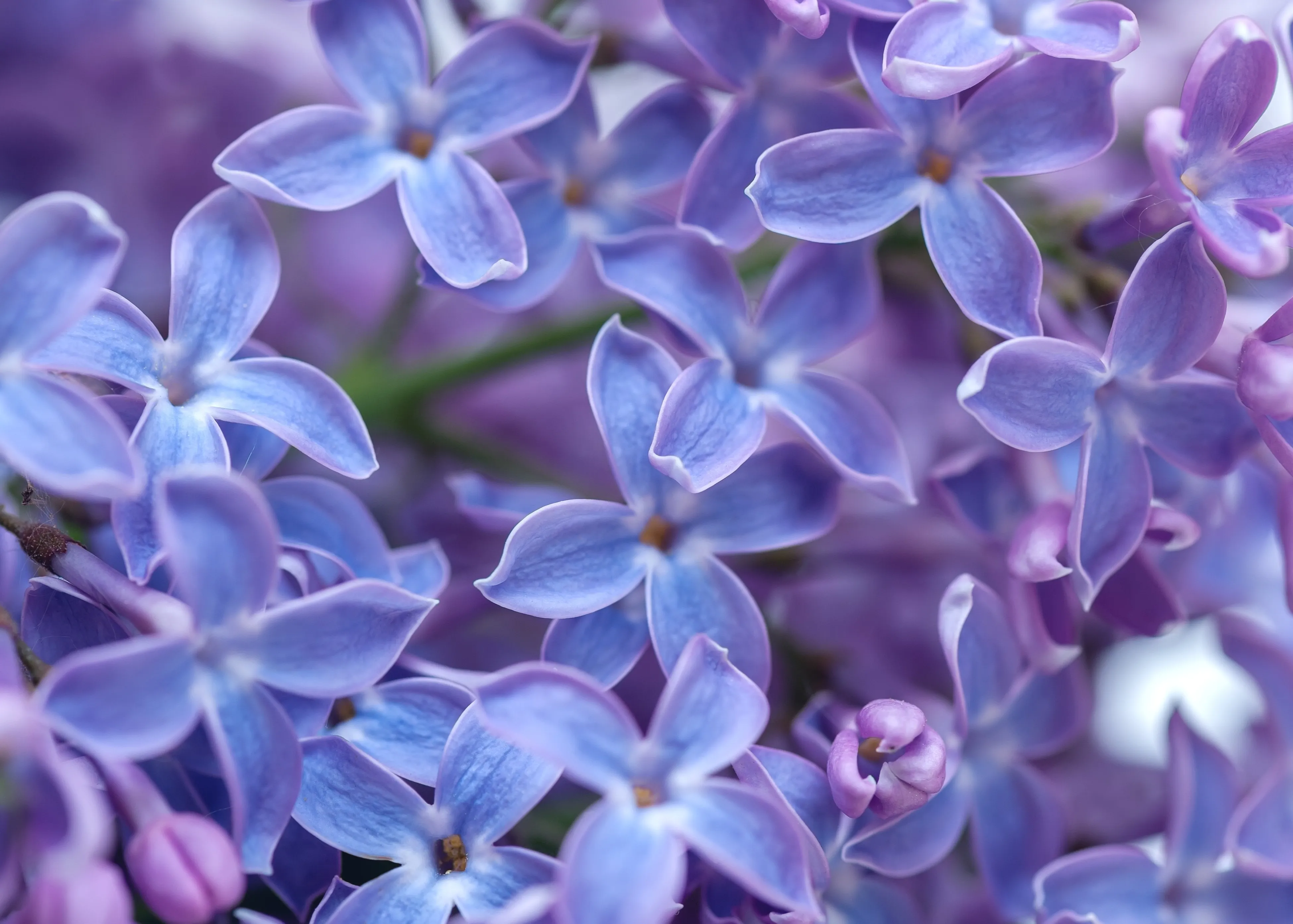 A purple lilac background