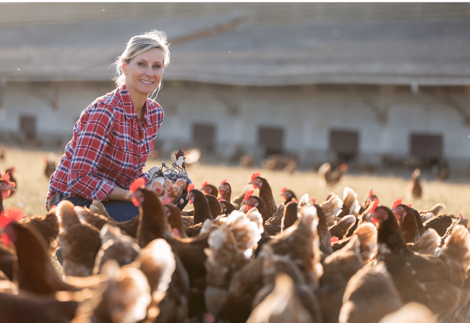 20 best chickens for egg laying in missouri