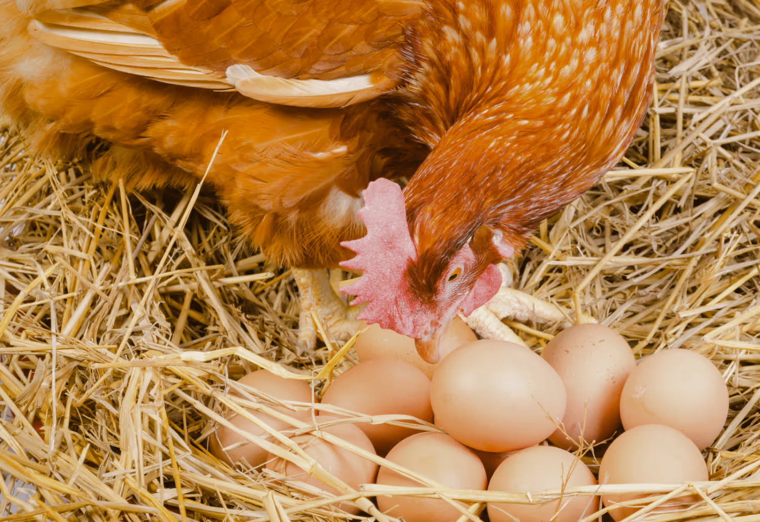 what is a laying chicken