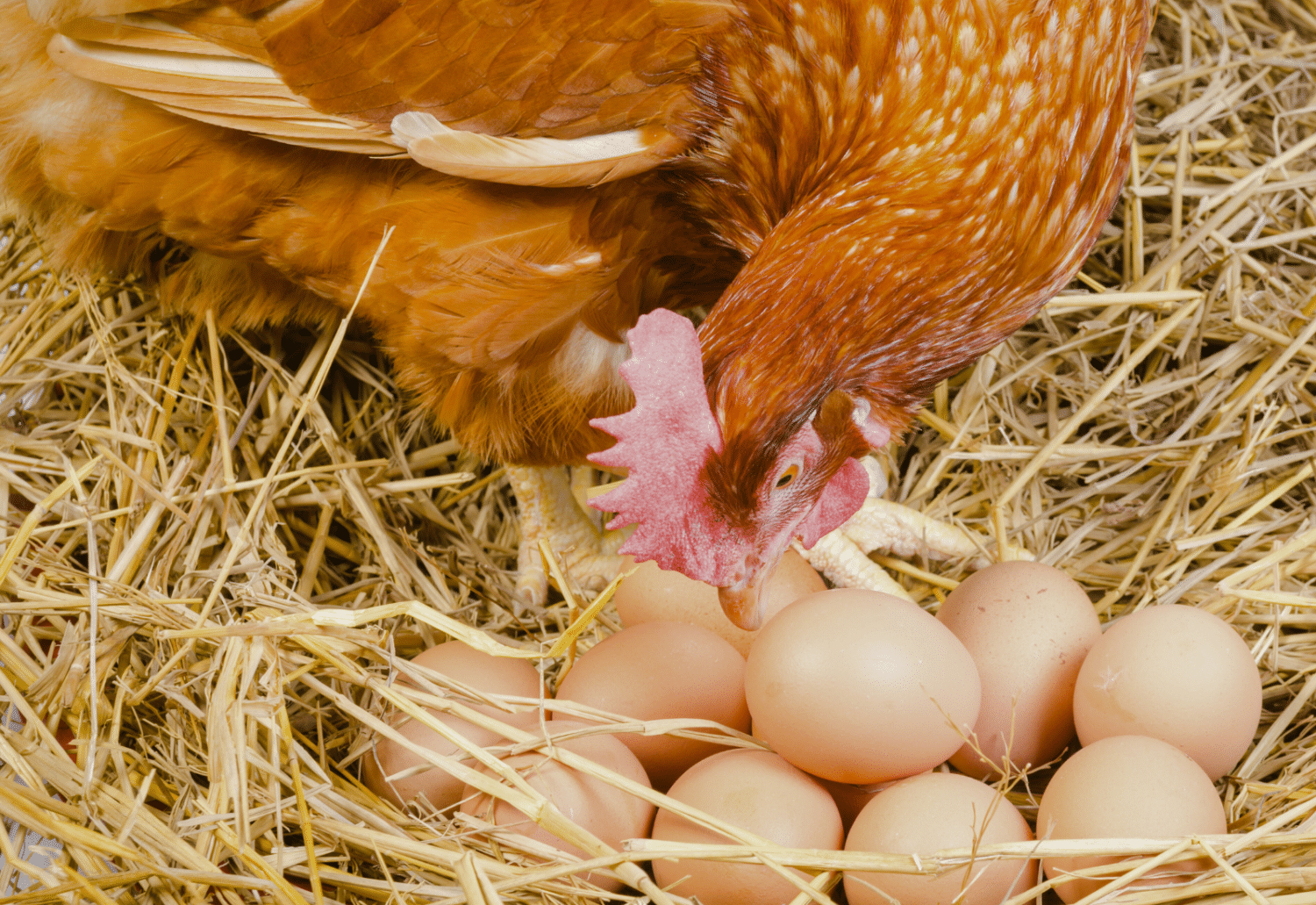 what is a laying chicken