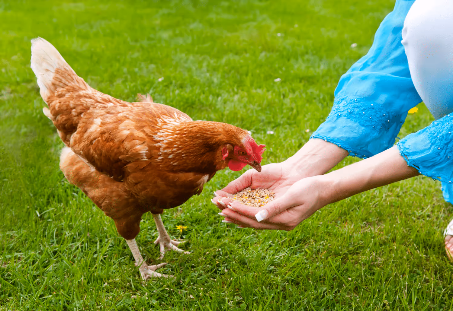 what should feed my laying chickens in missouri