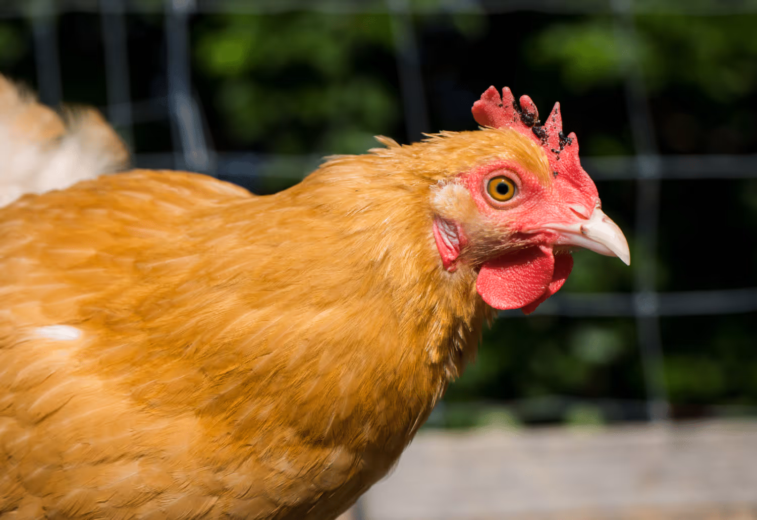 buff orpington laying chickens the most friendly around children