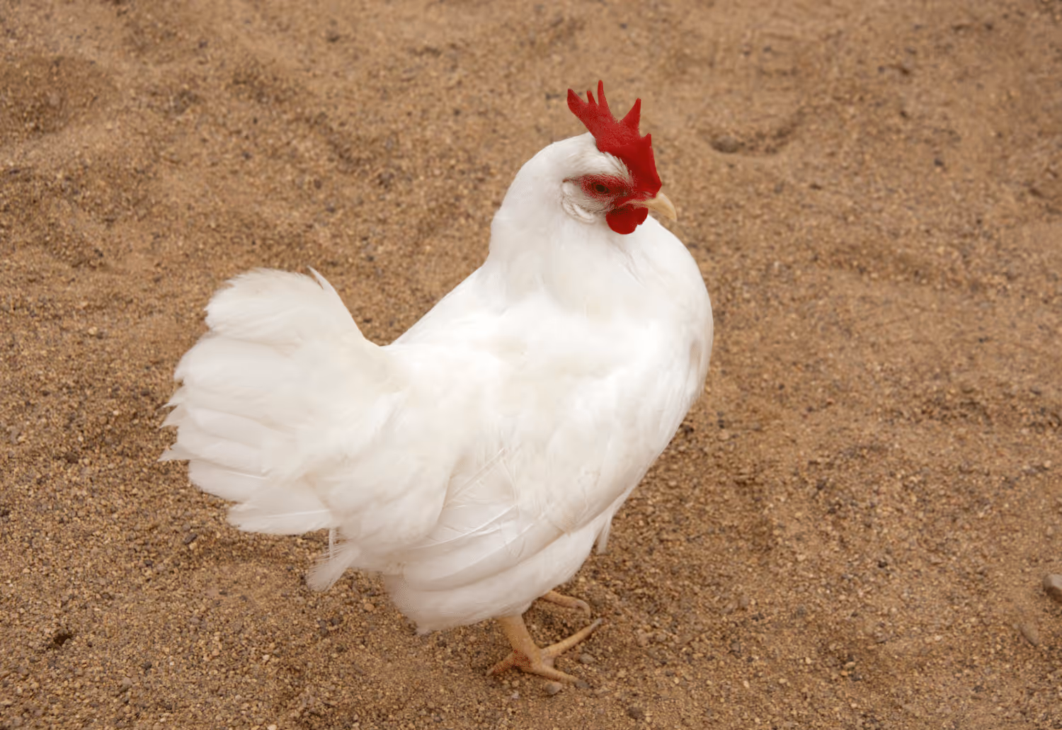 what are the best laying chickens in missouri