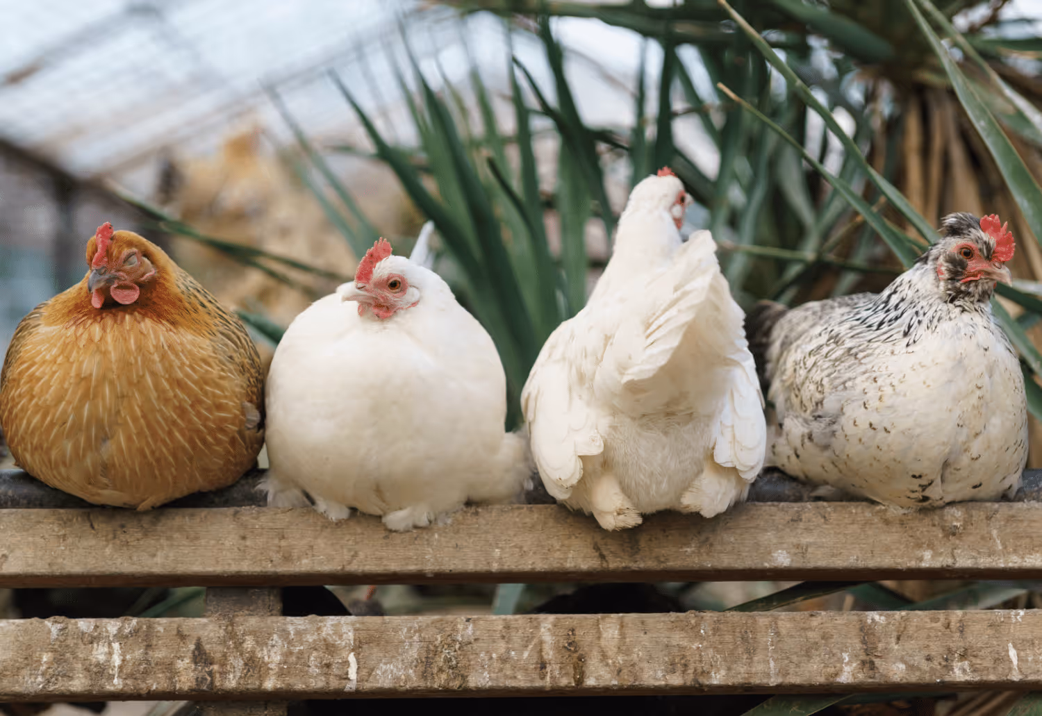 how many laying chickens should i have for a family of 4