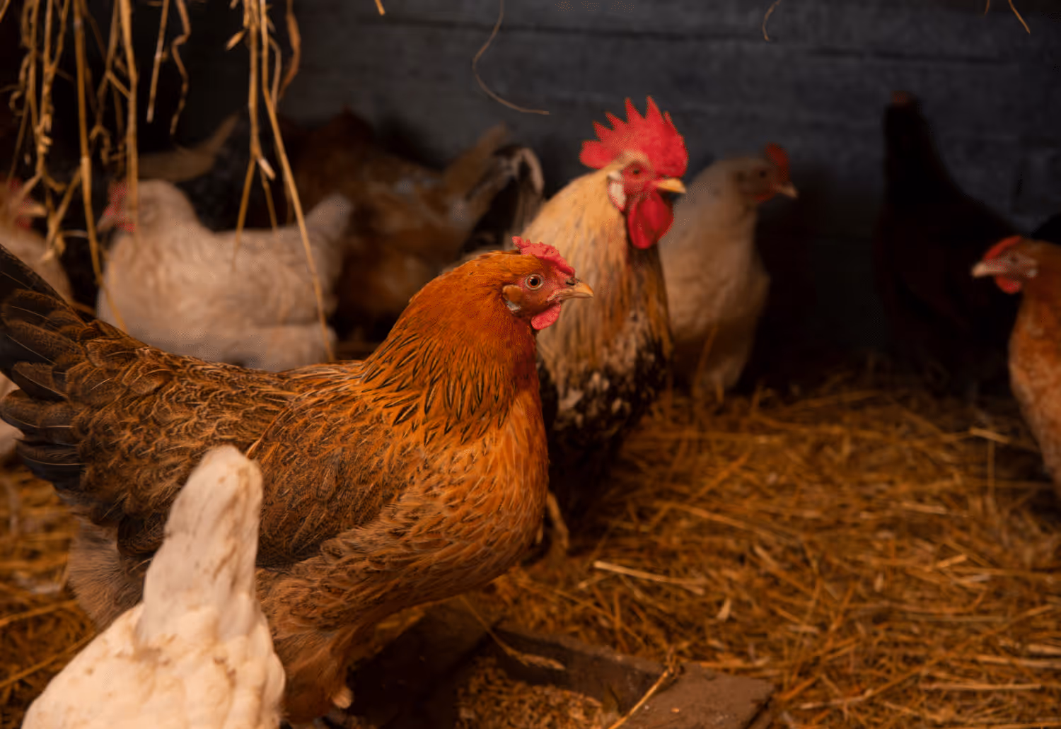 how many laying chickens should i start with