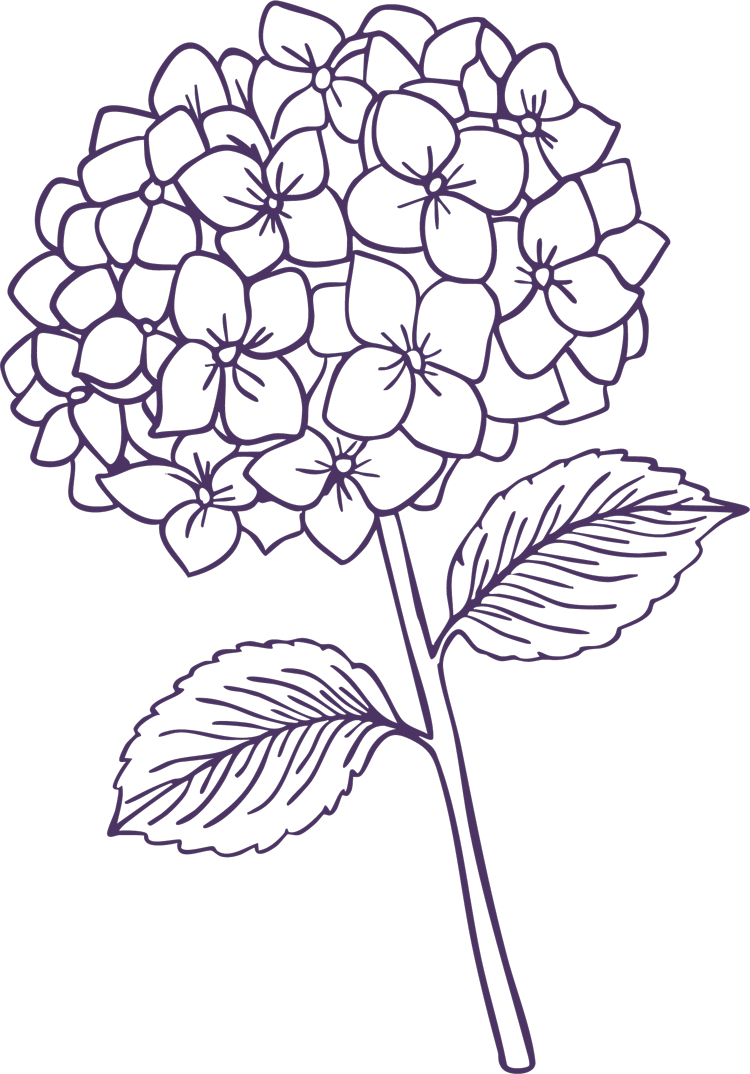 A purple line drawing of a single hydrangea flower with two leaves on it's stem.