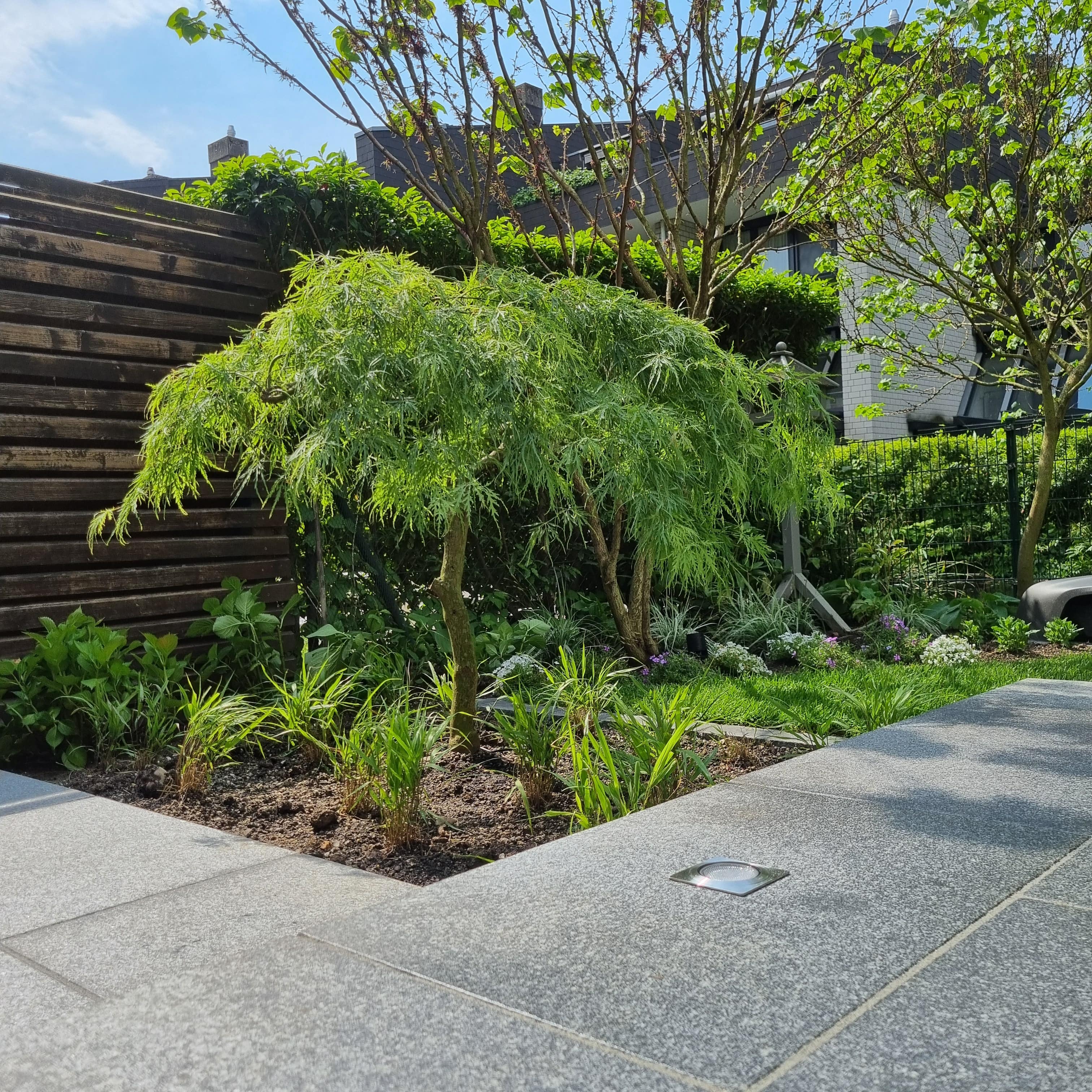 Frisch umgestalteter Garten mit hellen Natursteinplatten, neu gepflanztem Zierahorn und gepflegten Beeten vor einem modernen Holzzaun.
