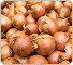 Pile of fresh brown onions with dry skins piled together.