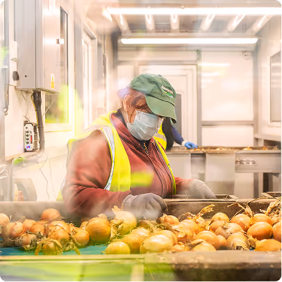 Worker wearing a green cap, yellow safety vest, and face mask sorting onions on a conveyor belt in a clean processing facility.