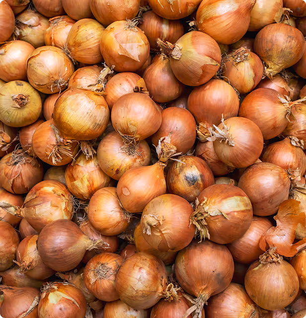 Close-up of a pile of brown onions with dry skins and root ends.