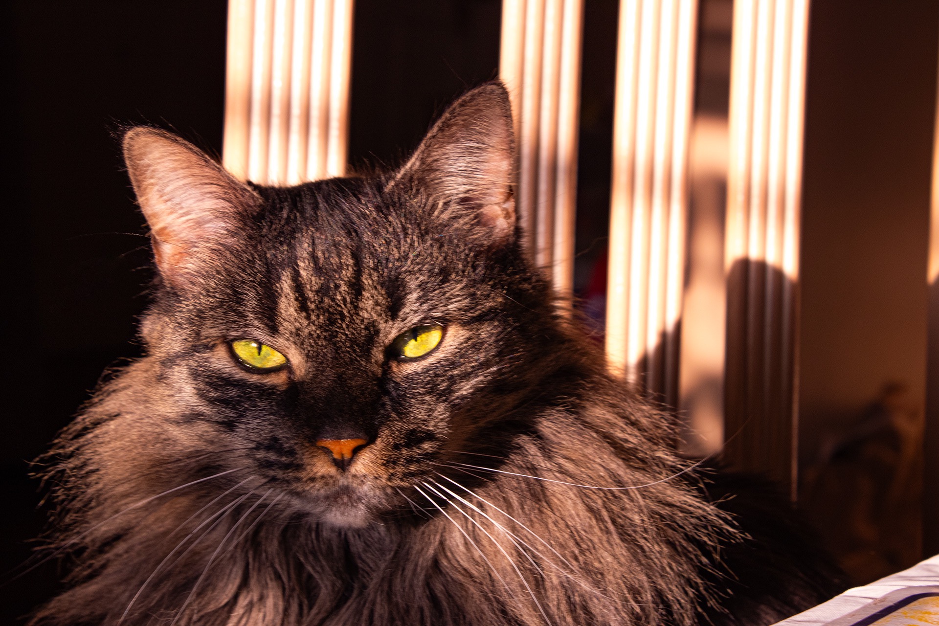 Close-up of a fluffy brown tabby cat with striking yellow-green eyes illuminated by warm sunlight.
