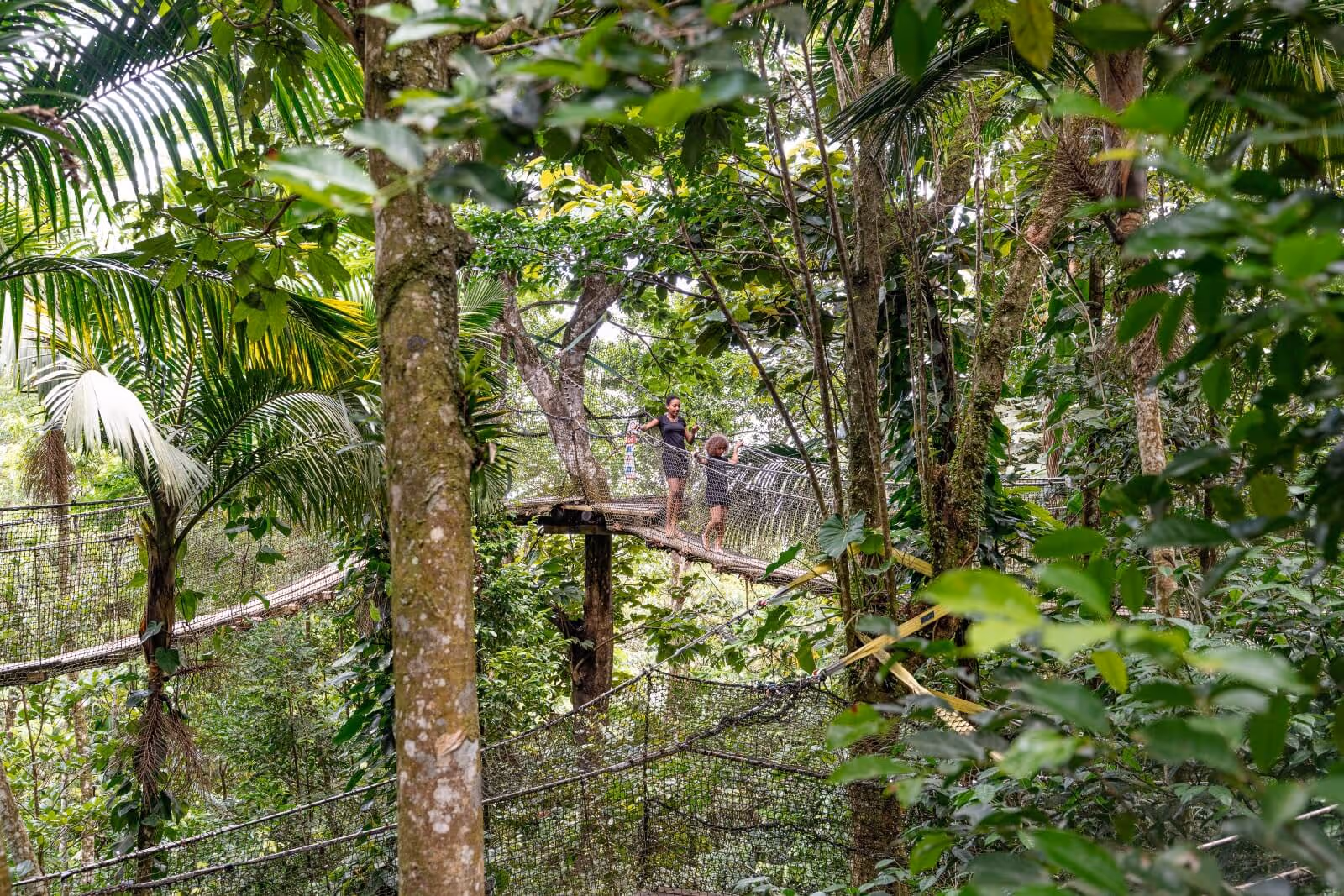 zoo-guadeloupe-ecoles-canopee-passerelle-