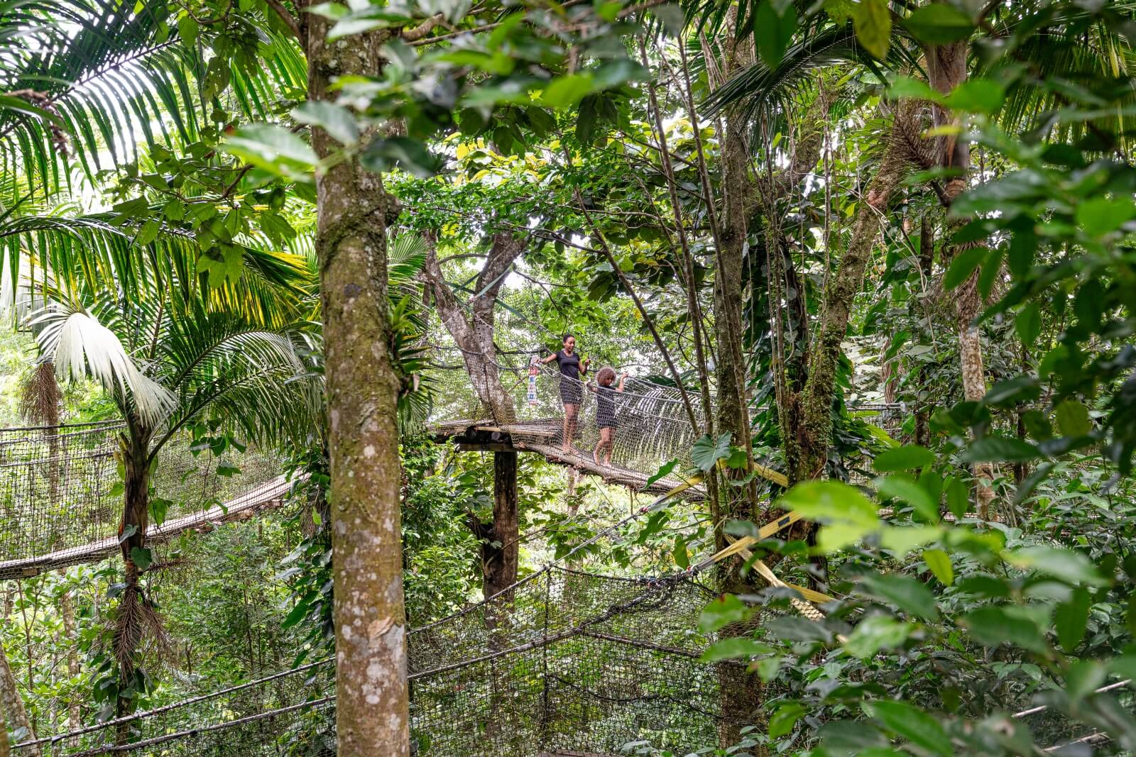 zoo-guadeloupe-ecoles-canopee-passerelle-