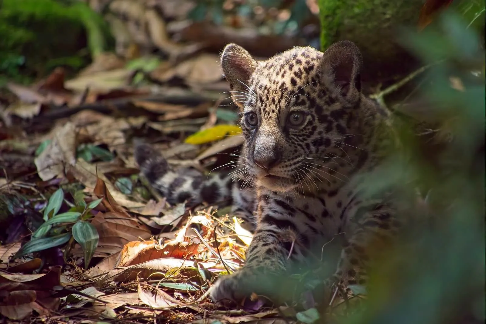 zoo-guadeloupe-parc-zoologique-tainos
