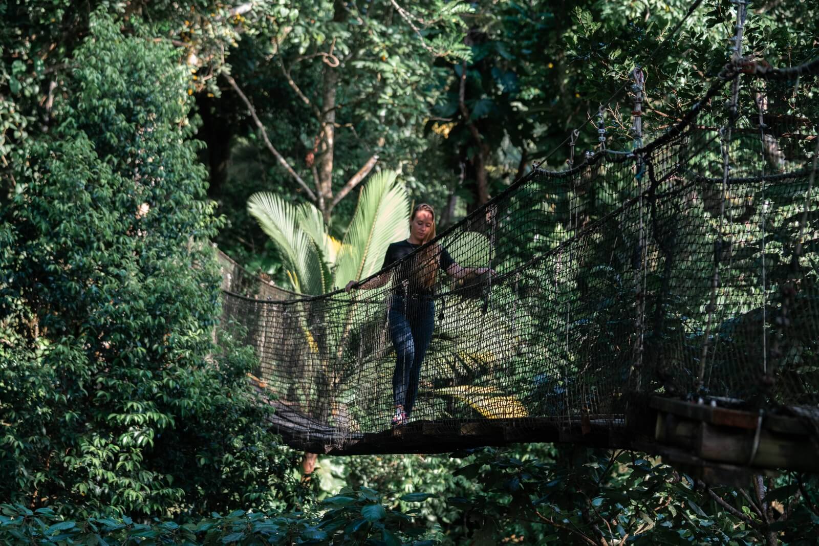 zoo-guadeloupe-canopee-passerelle-01
