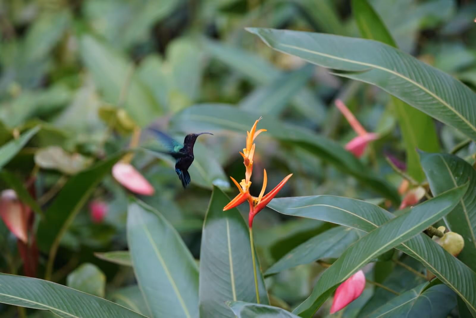 zoo-guadeloupe-foret-tropicale-colibri
