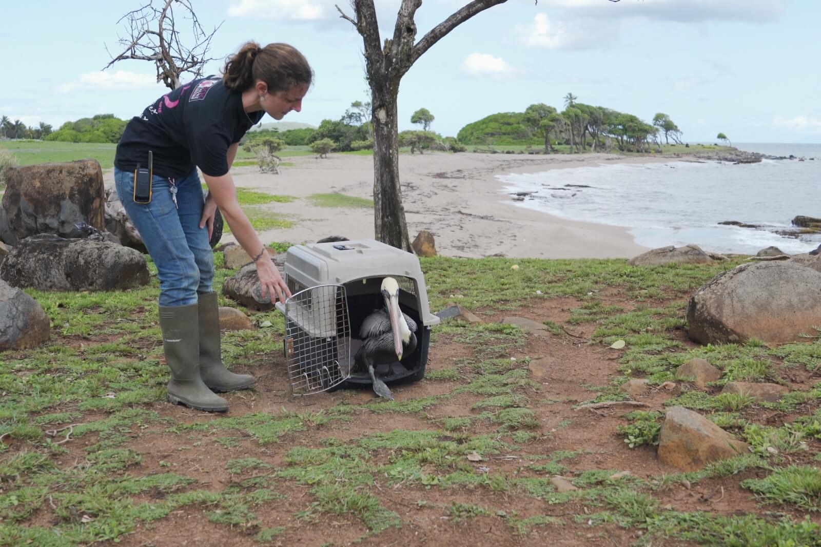 zoo-guadeloupe-sos-faune-sauvage-relacher-pelican