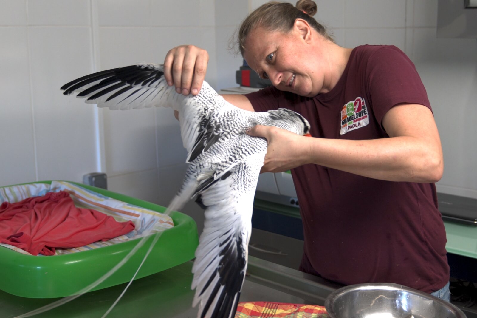 zoo-guadeloupe-sos-faune-sauvage-missions-soins-veterinaire-oiseau