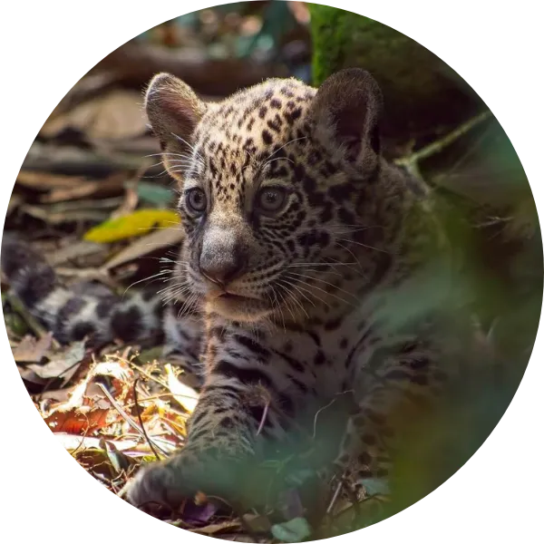 zoo-guadeloupe-animaux-presentation-cercle-tainos