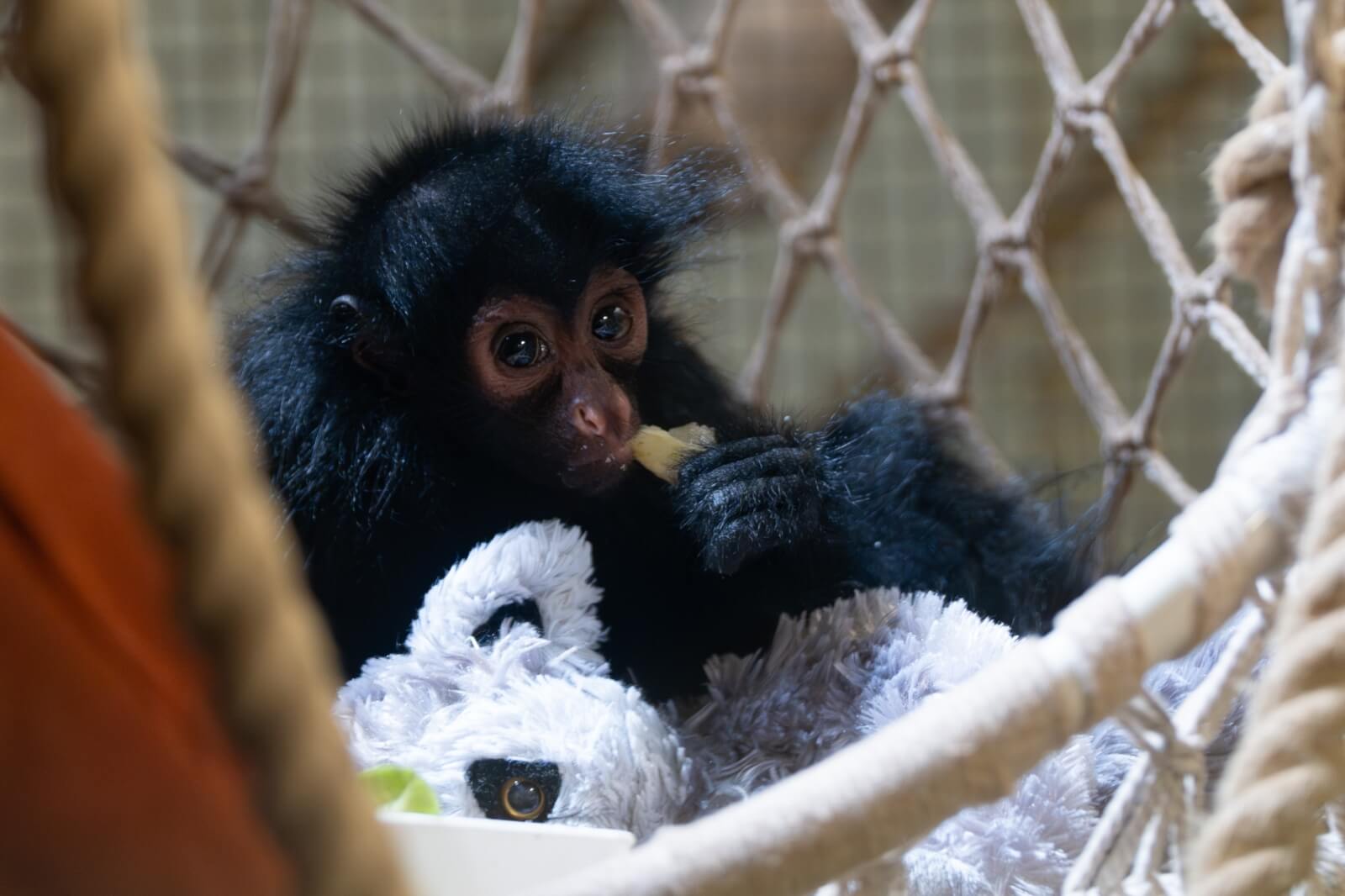 zoo-guadeloupe-engagements-missions-conservation