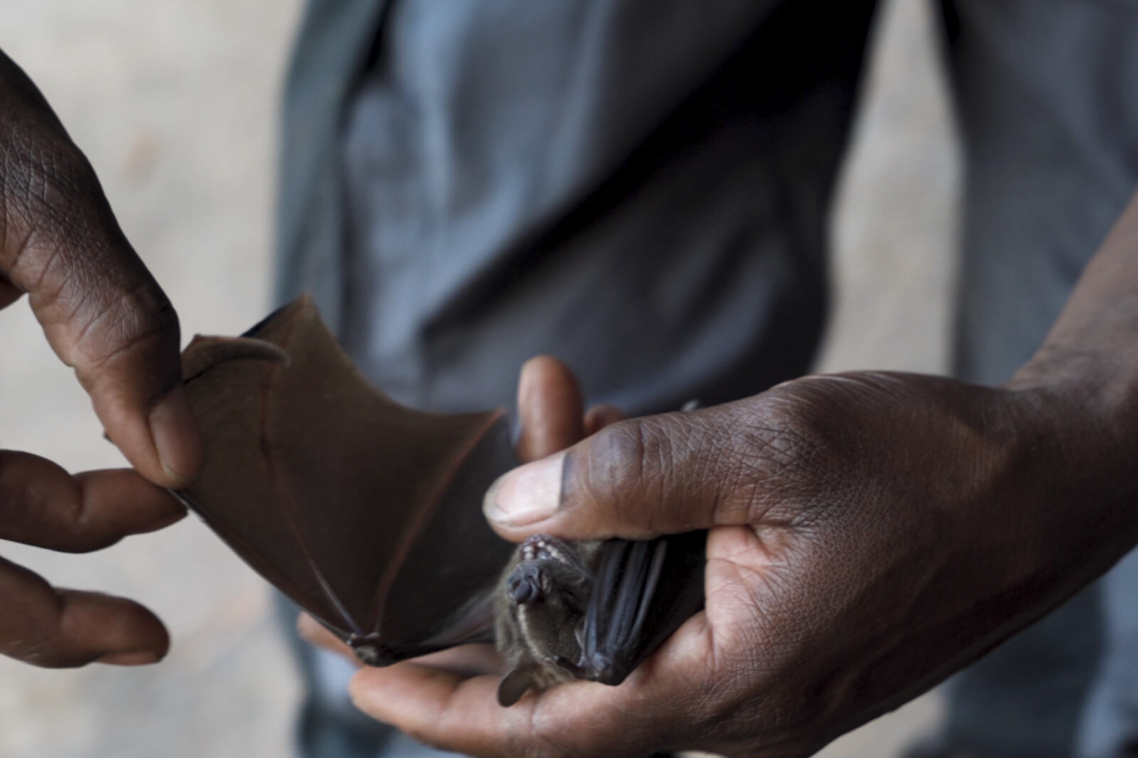 zoo-guadeloupe-engagements-missions-sos-faune-sauvage