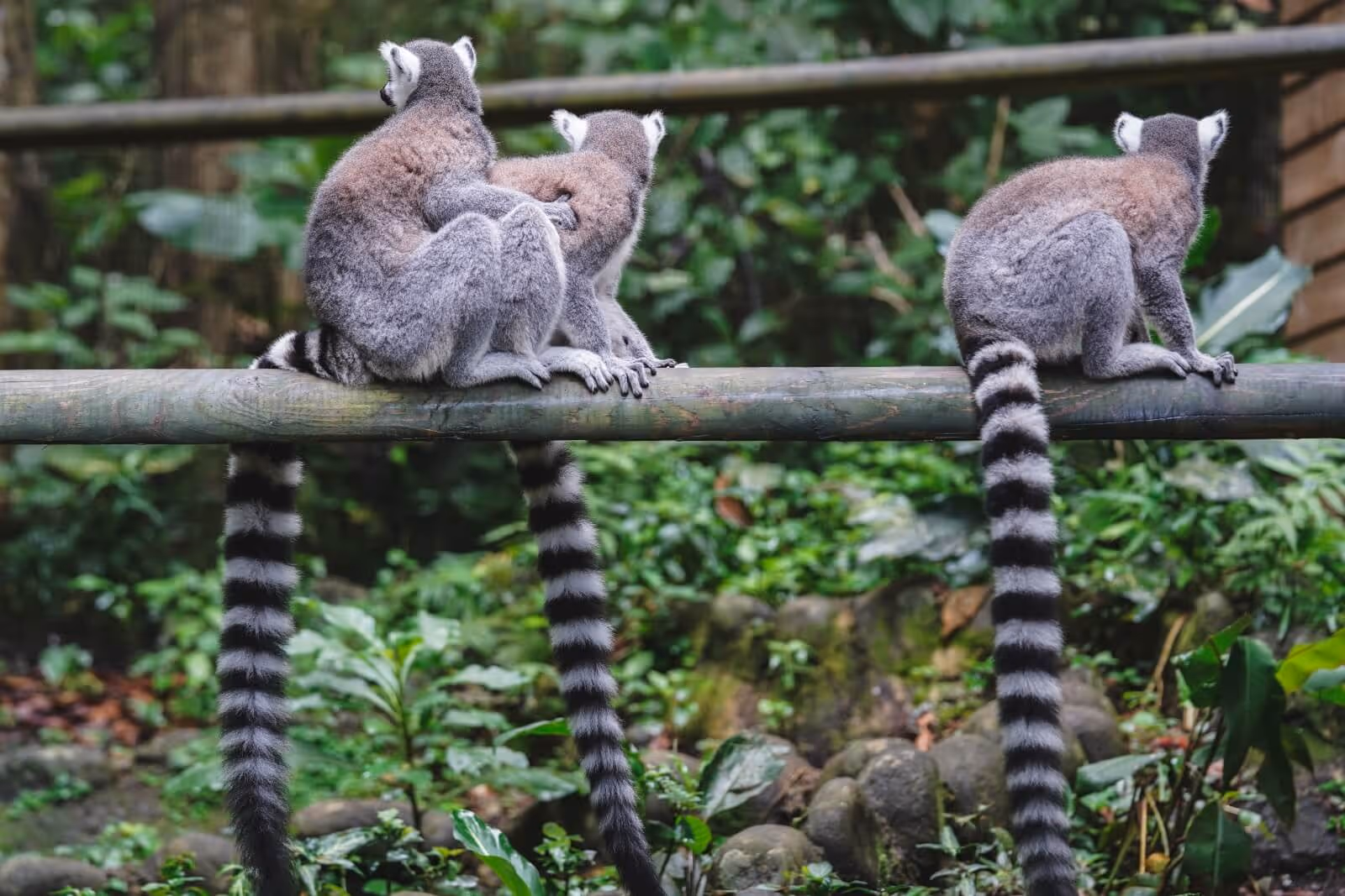 zoo-guadeloupe-propos-une
