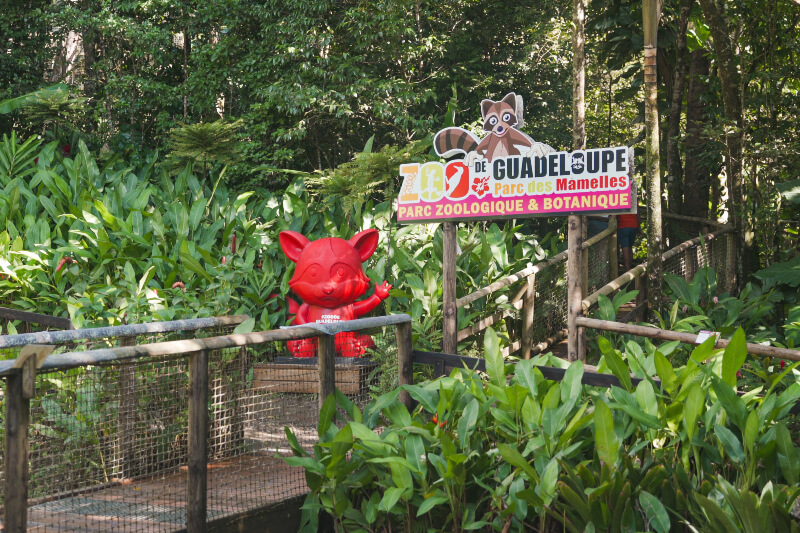 zoo-guadeloupe-entree-racoon