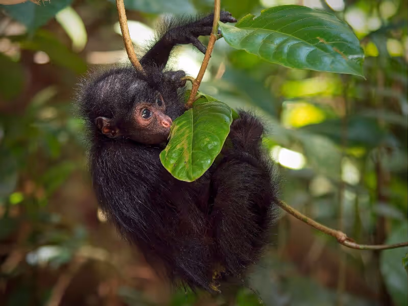 Jeune atèle noir suspendu à une branche dans une forêt verdoyante.