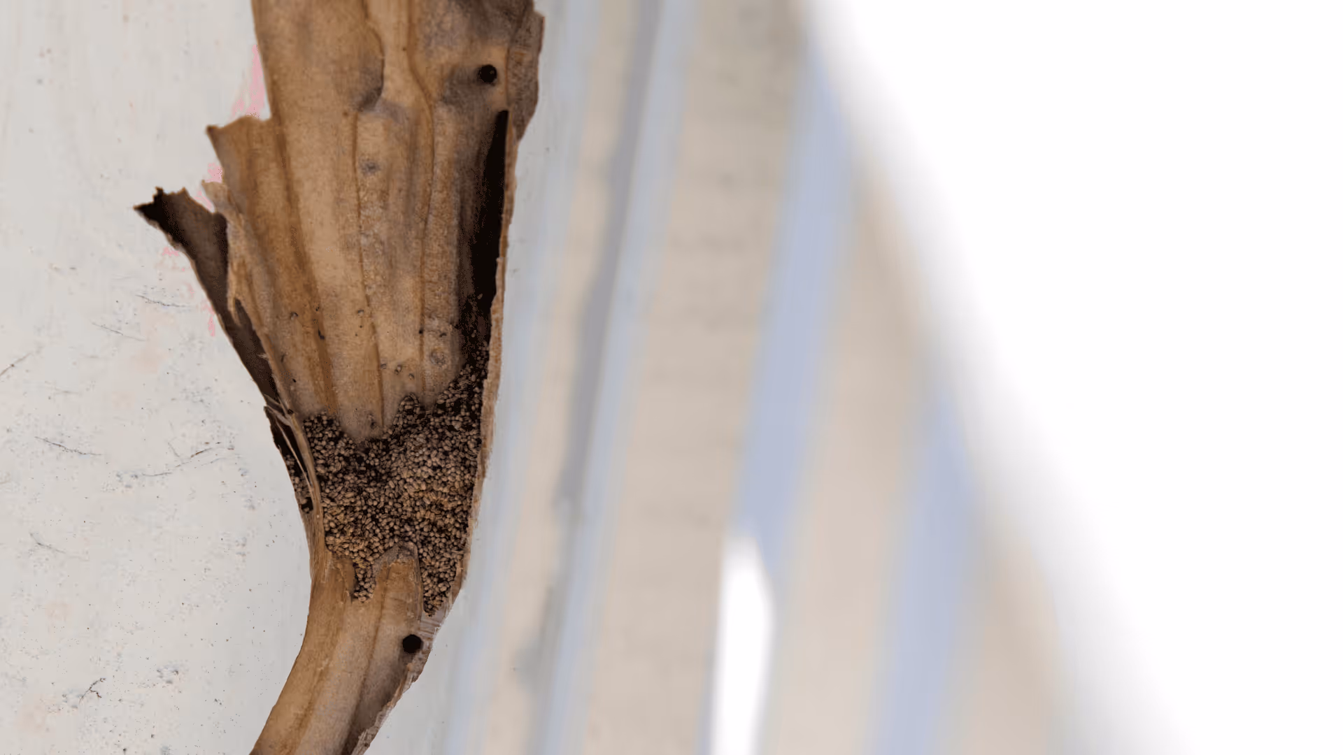 white door with paint peeling and showing signs of termite damage