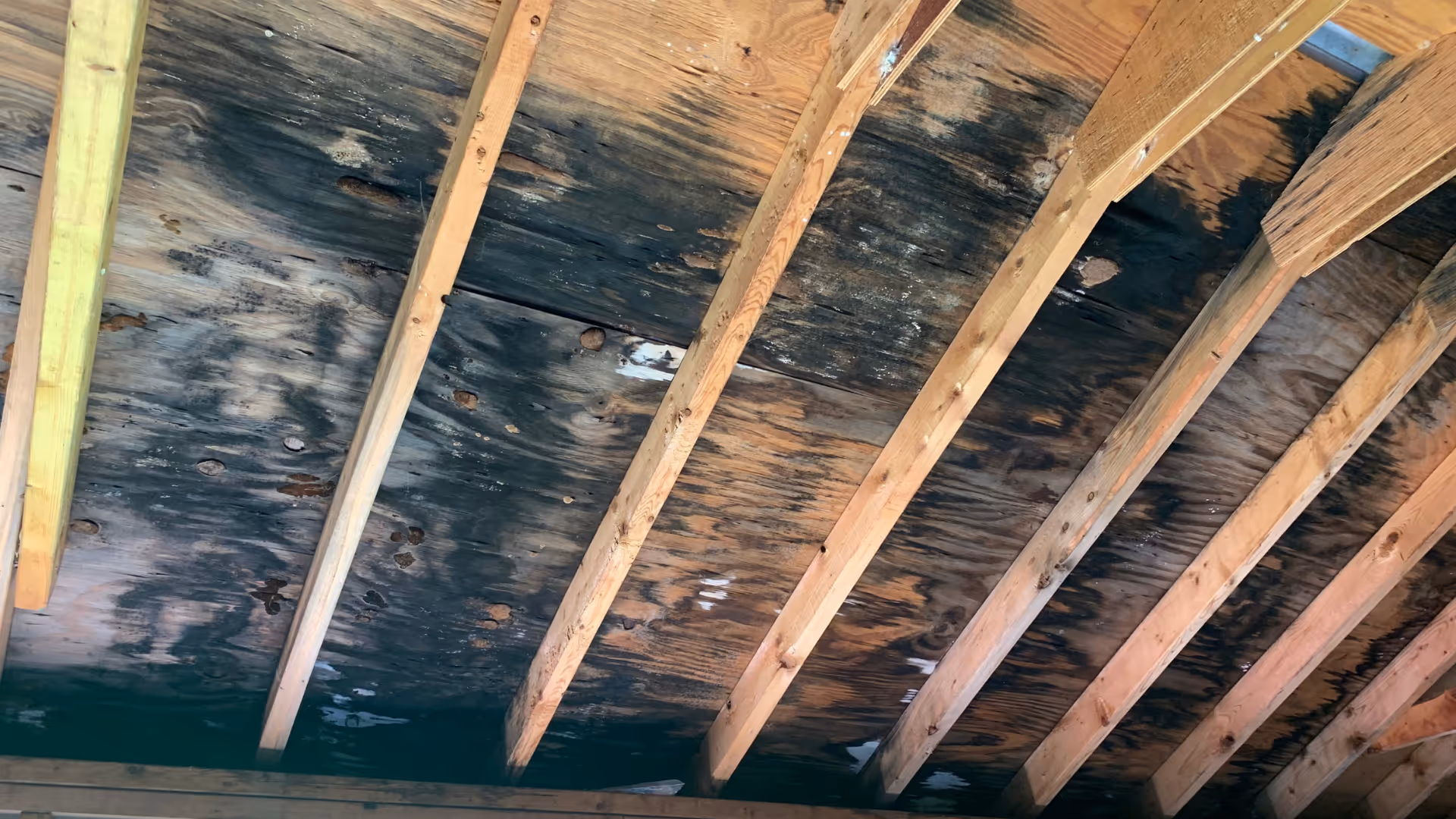 mold in attic of raleigh home
