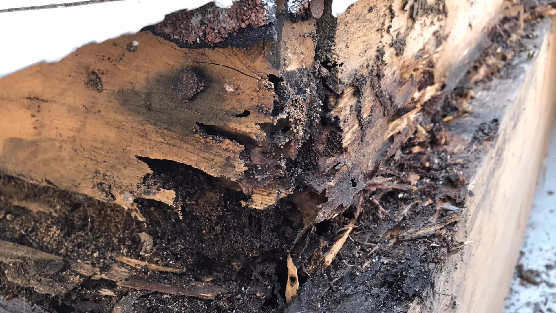 termite damage to raleigh home