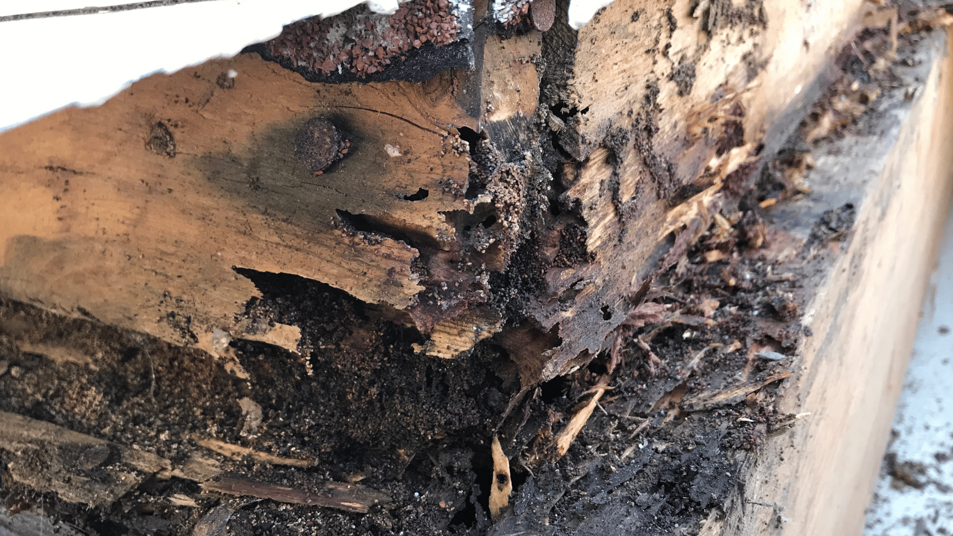 termite damage to raleigh home