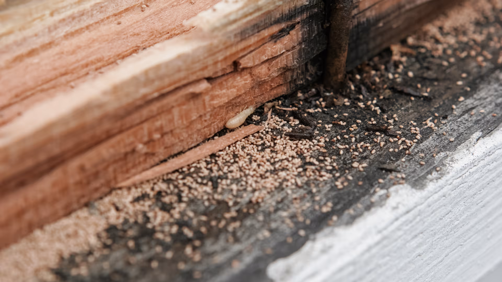 water damaged wood with termite activity