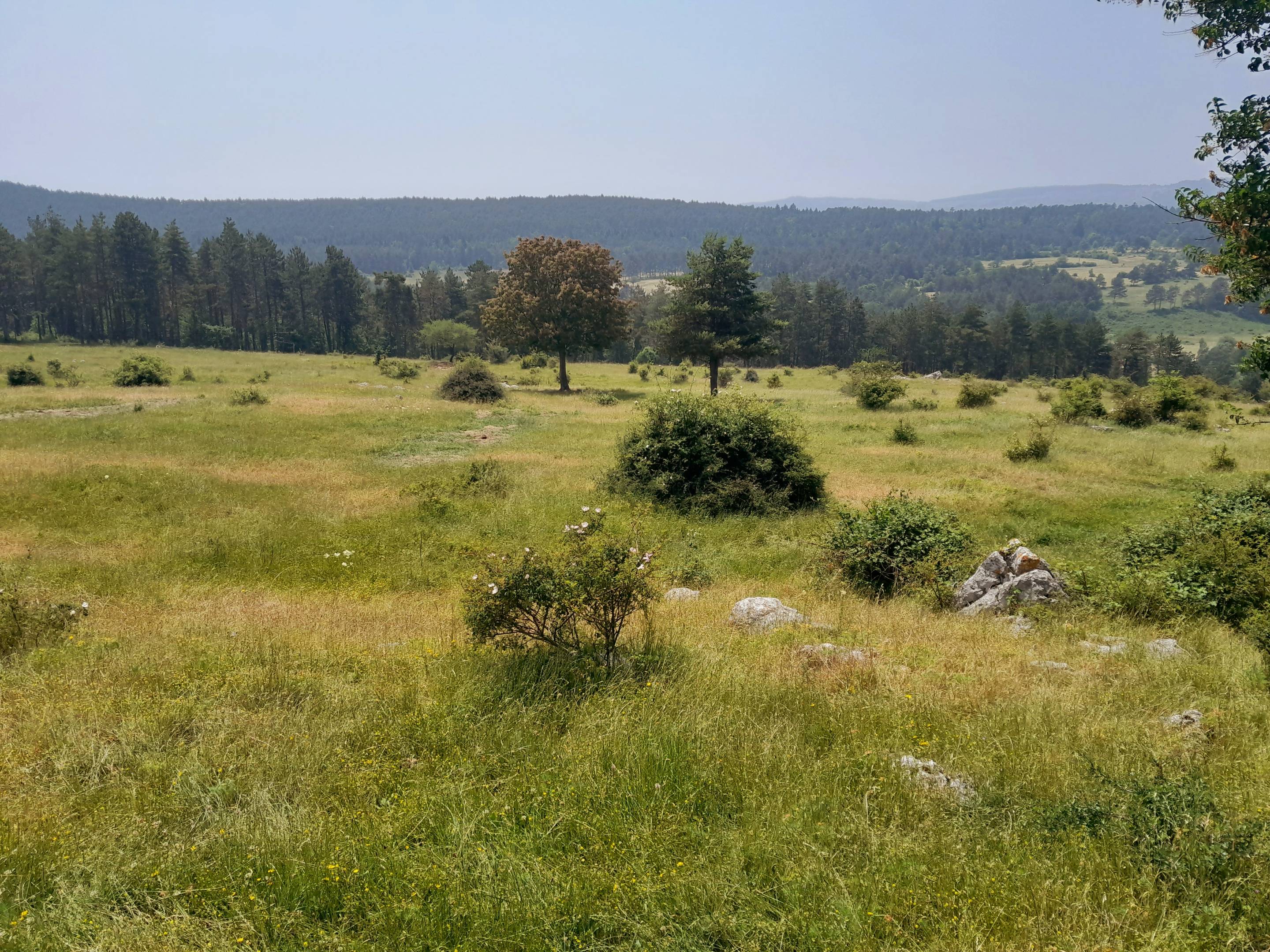 image of farmland with sunrise (for a agricultural services)
