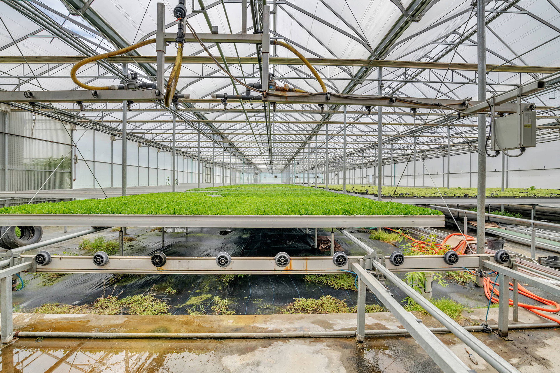 Organic Greenhouse & Agricultural Land - Whately, M