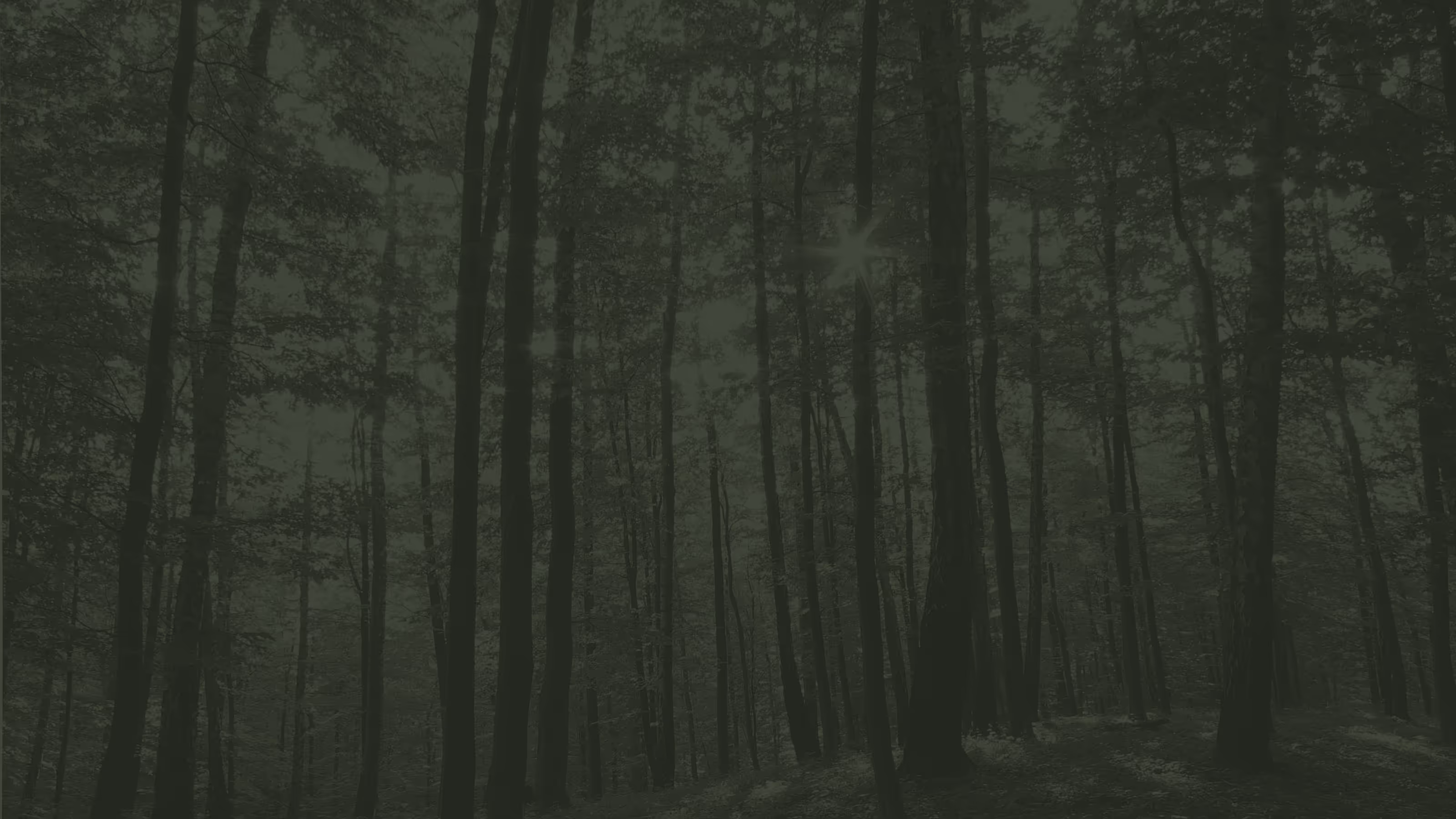 Treeline Landscape