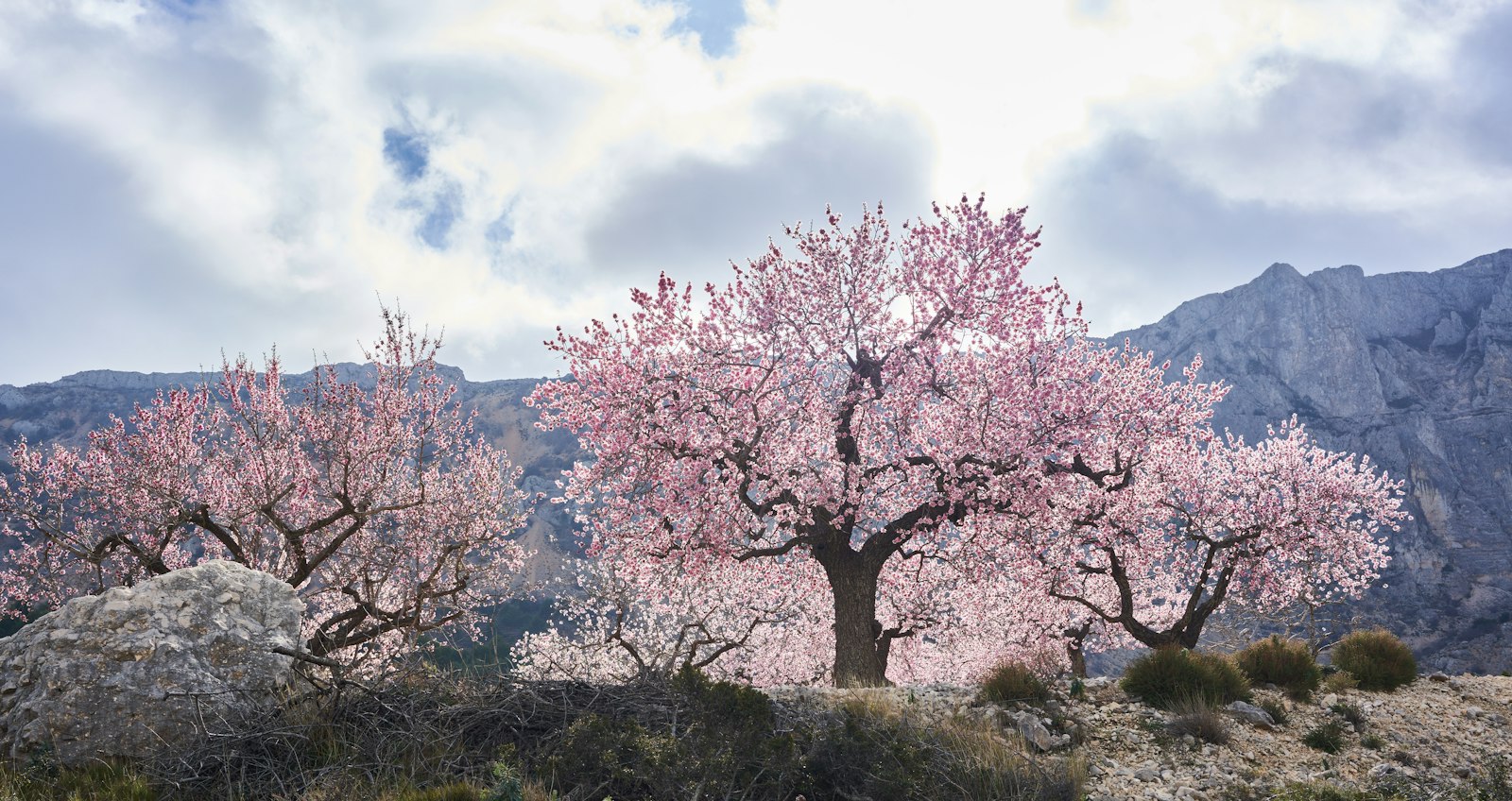 Bloeiende amandelbomen in de winterzon, zoals eind januari ook in het binnenland van de Algarve