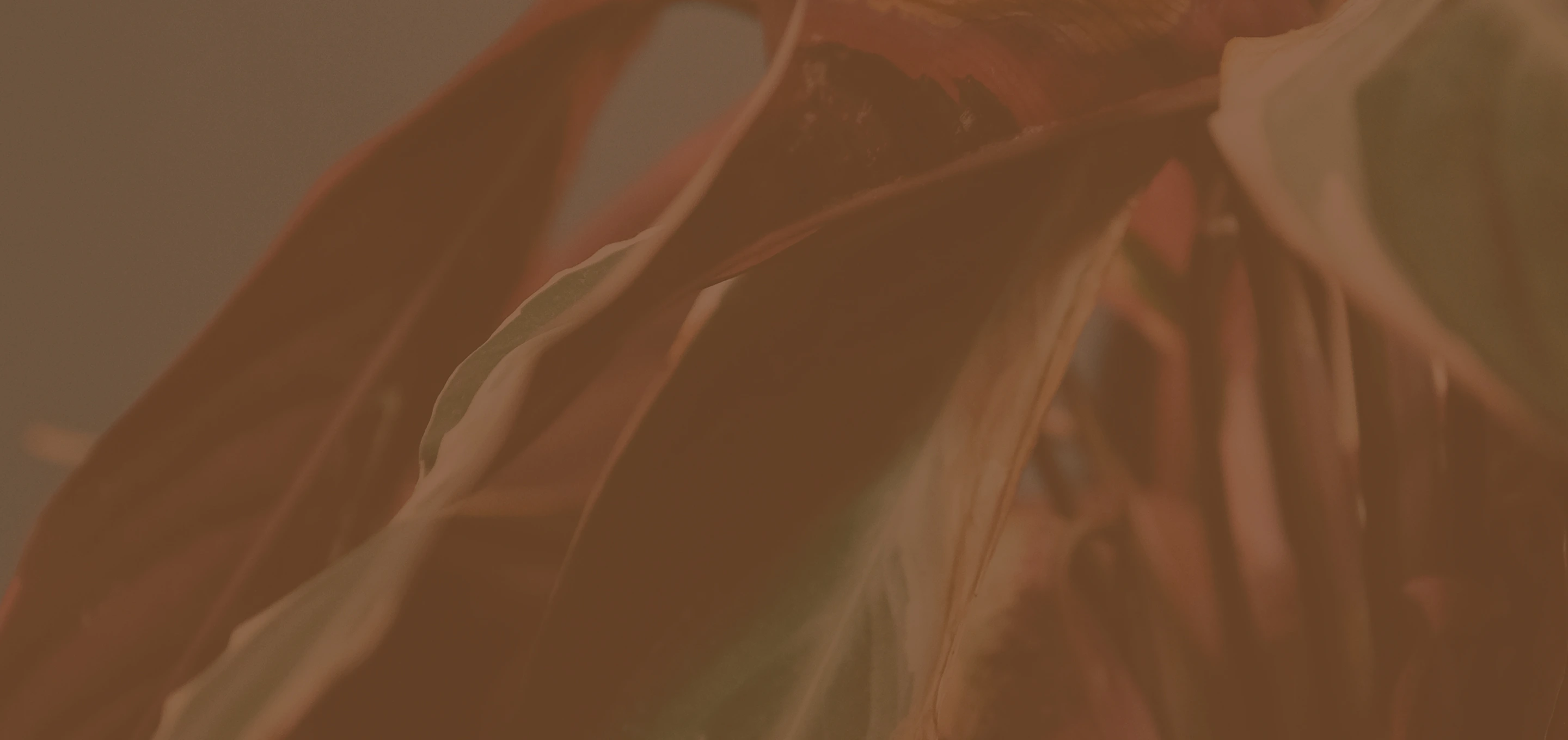 TTPA - Homepage - Meet the Founder - Image Background