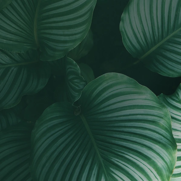 TTPA - The Academy - Hero Section - Bottom Right Corner Image