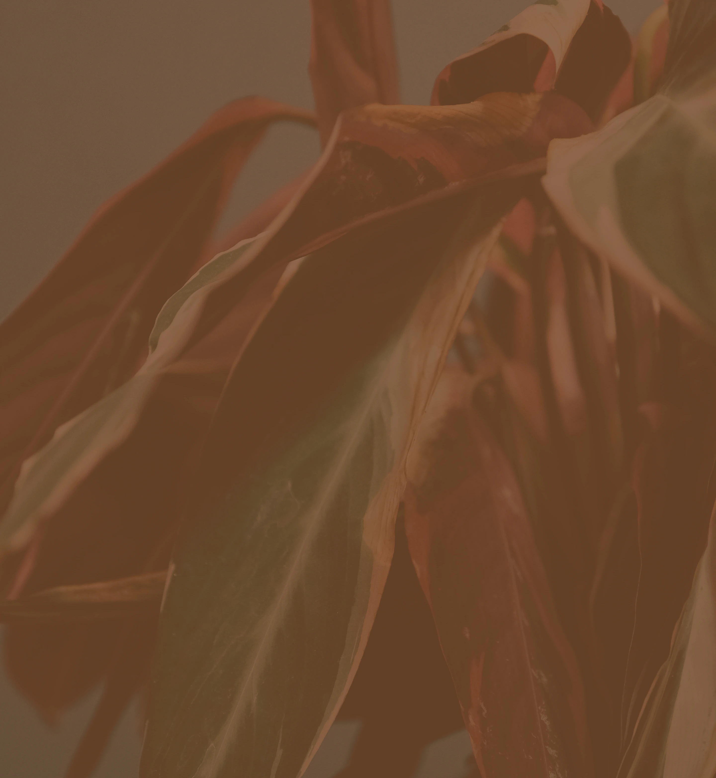 TTPA - About - Founder - Image Background