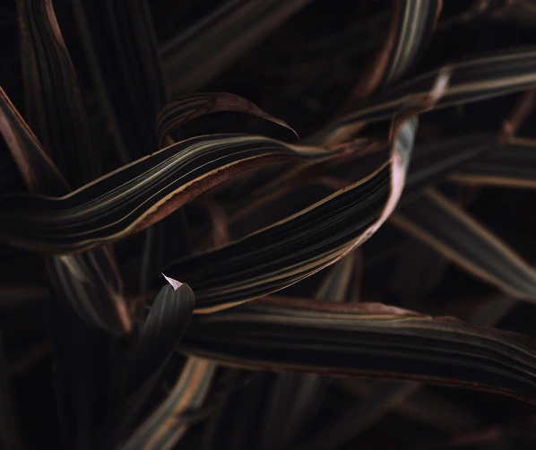 TTPA - About - Hero Section - Bottom Right Corner Image