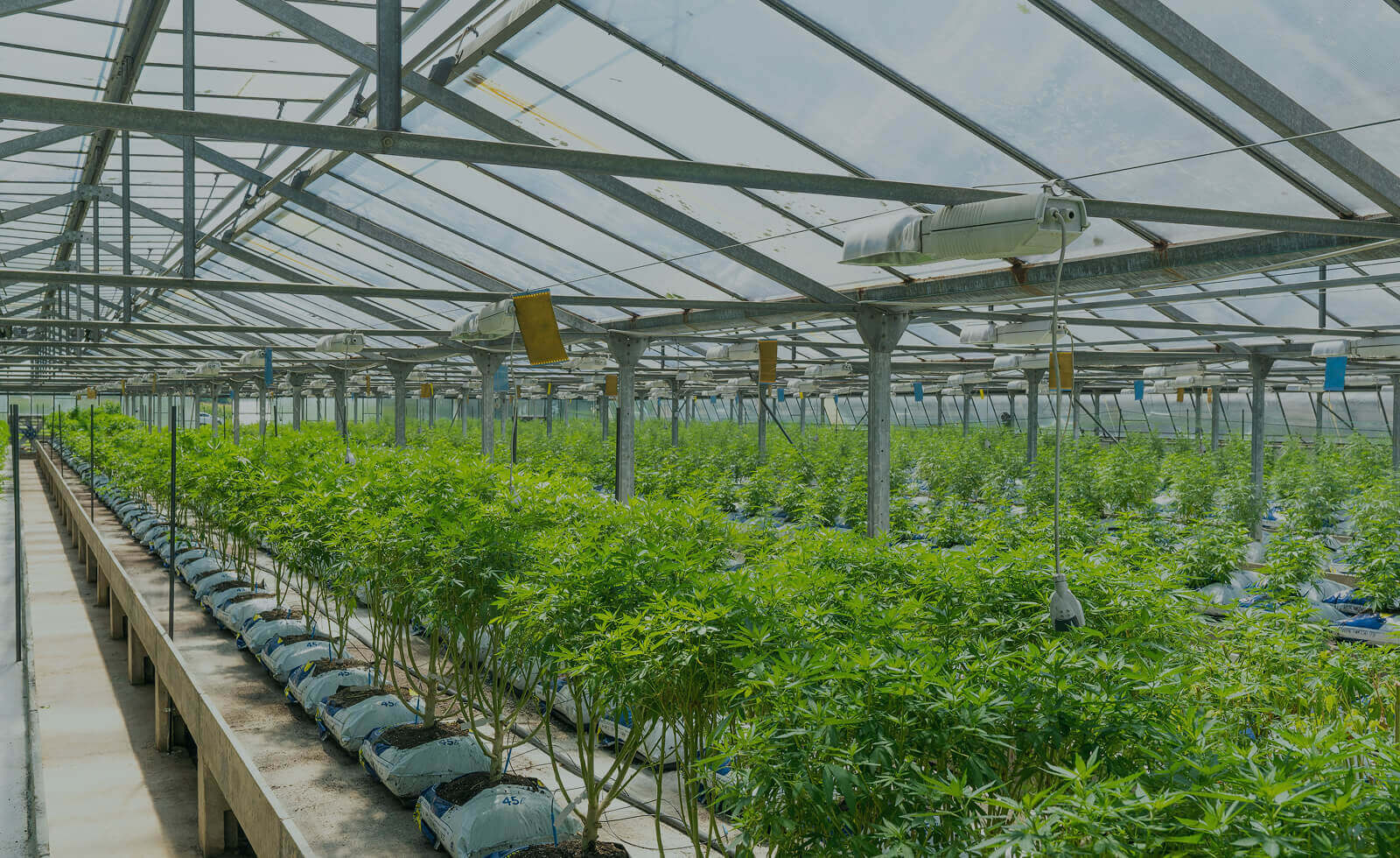 Cannabis growing facility