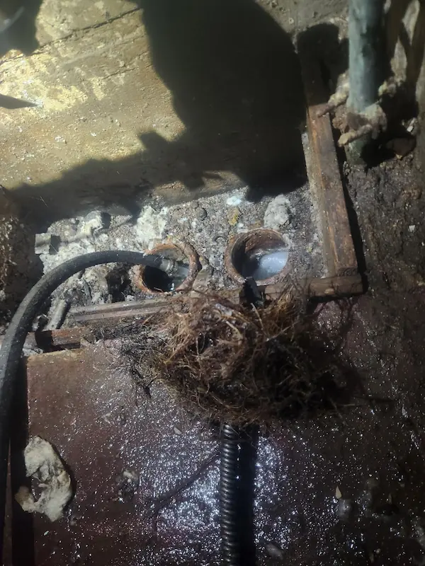 Tree roots clogging sewer line removed during professional drain cleaning service in Norwalk CT