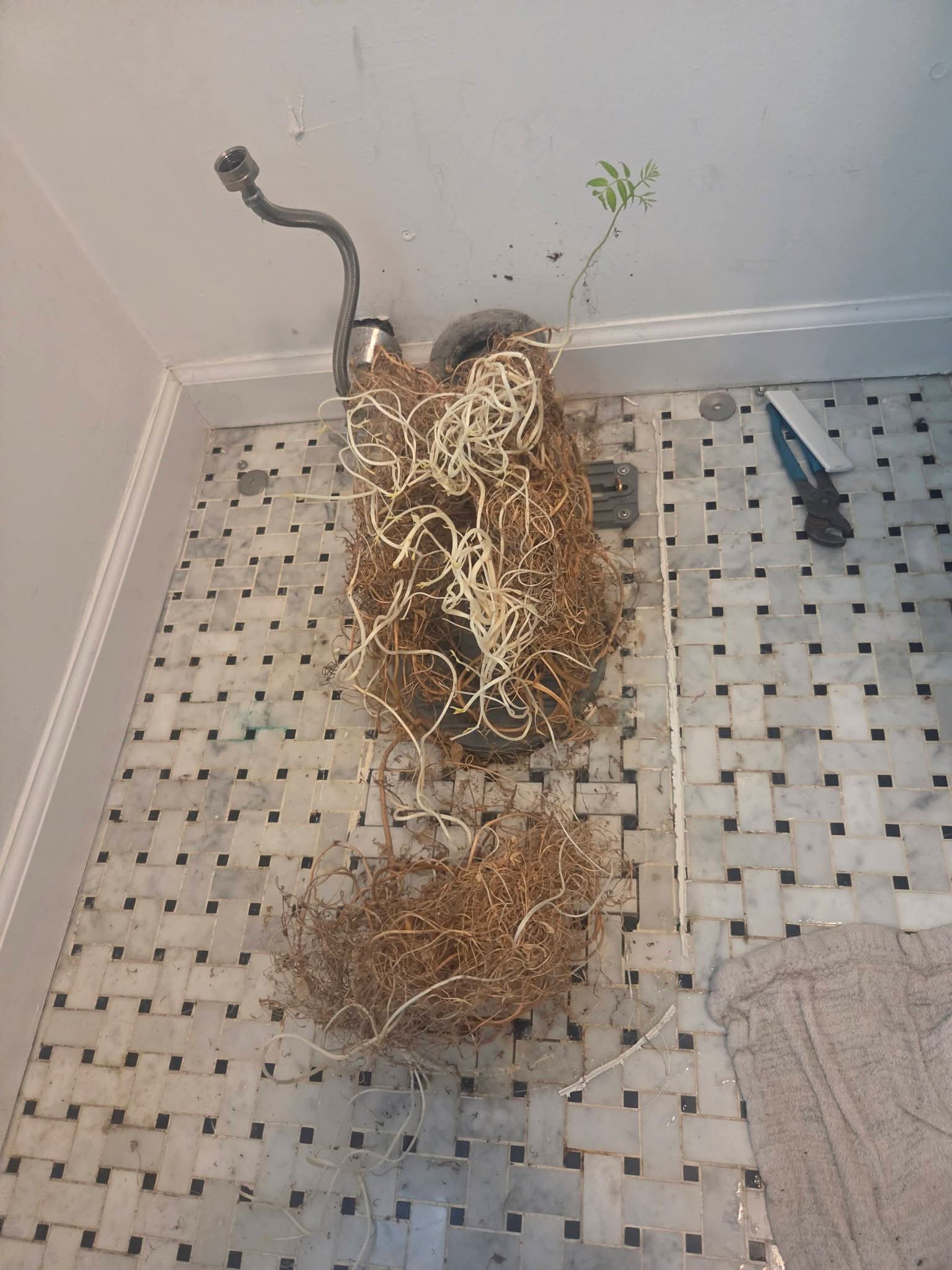 Large mass of tree roots and tangled root growth surrounding exposed bathroom plumbing