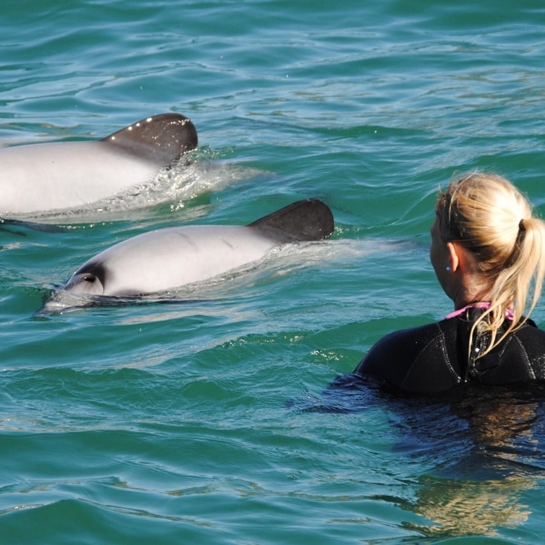 Swim with dolphins Akaroa New Zealand | Bloomoon DMC luxury travel